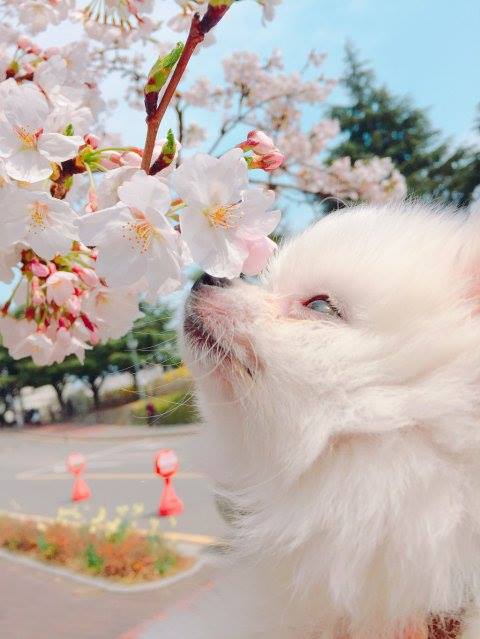 Pann: Mấy cậu ơi, c&ugrave;ng chia sẻ ảnh hoa anh đ&agrave;o tự chụp đi n&agrave;o!