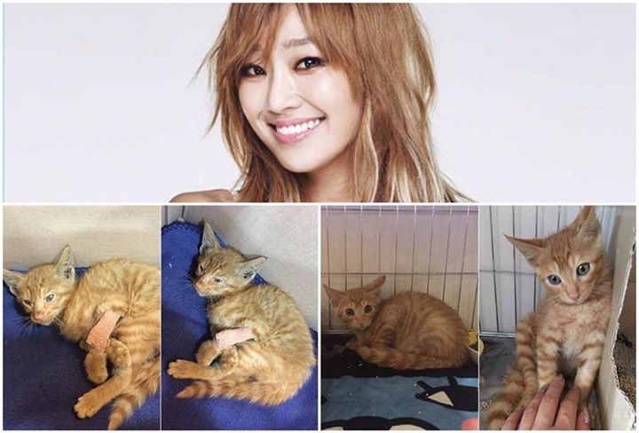 News: SISTAR Hyorin cứu sống một chú mèo con suýt chết trong tai nạn ô tô