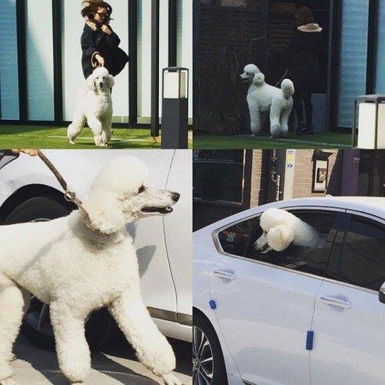 Bài báo: Người phụ nữ dắt cún cưng của Rain đi dạo là Kim Tae Hee?