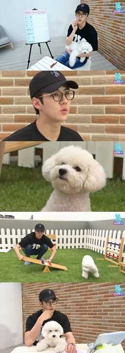 Bài báo: EXO Sehun x Vivi, combo hoa mỹ nam + cún con lúc nào cũng là hit