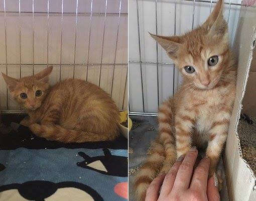 Bài báo: [Độc quyền] 'Điều kỳ diệu nhỏ' dành cho chú mèo con mà Hyorin đã cứu 