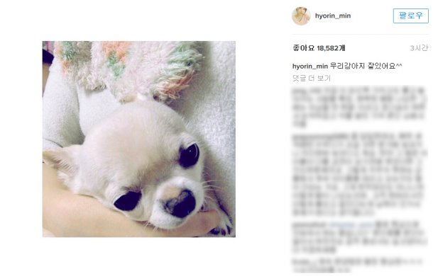 Bài báo: Min Hyo Rin phản hồi về vụ lùm xùm liên quan đến vật nuôi "Chó của tôi vẫn ổn"
