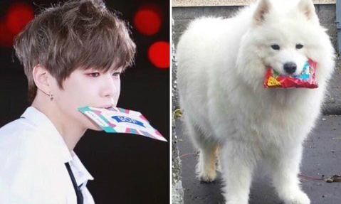 Lật tẩy thói quen khiến Kang Daniel có biệt danh 'cún con'