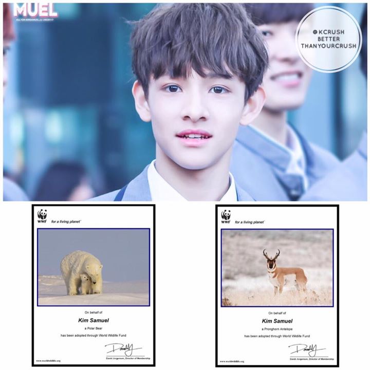 C&aacute;c fan Việt Nam của &rdquo;Produce 101&rdquo; Kim Samuel đ&atilde; ch&iacute;nh thức nhận nu&ocirc;i một ch&uacute; gấu Bắc Cực v&agrave; linh dương th&ocirc;ng qua tổ chức WWF (một tổ chức cứu gi&uacute;p c&aacute;c lo&agrave;i động vật c&oacute; nguy cơ tuyệt chủng tr&ecirc;n thế giới) dưới t&ecirc;n của nam trainee. Giấy chứng nhận việc nhận