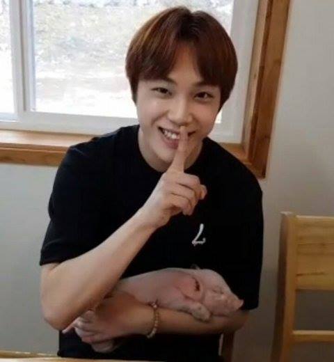 Pann: Joo Haknyeon mang một bé lợn thật lên buổi phát sóng trực tiếp của mình ㅋㅋㅋ